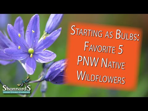 Top 5 PNW Native Wildflowers to Plant as Bulbs!