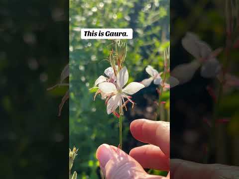 Easy to grow native for South-Central USA