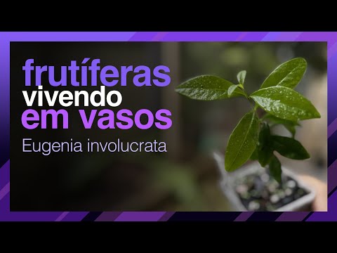 Frutíferas Crescendo em Vasos – Conheça a Eugenia involucrata