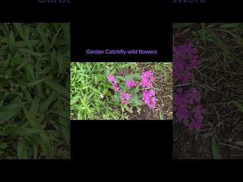 Garden Catchfly Wild Flowers #WildFlowers #GardenCatchfly