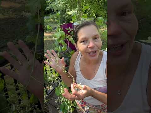 A Secret Garden Snack You’re Missing Out On!🤭 #gardenhacks #radish #growyourownfood