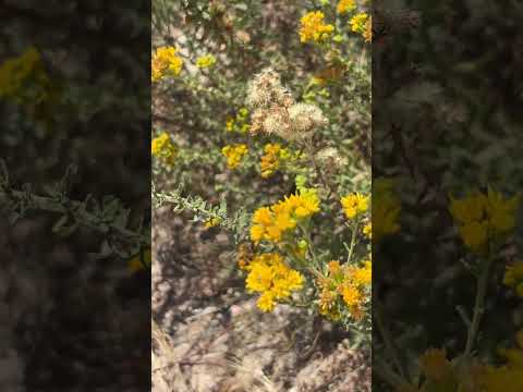 Isocoma Menziesii Coastal Goldenbush California Native Plant #californianativeplants