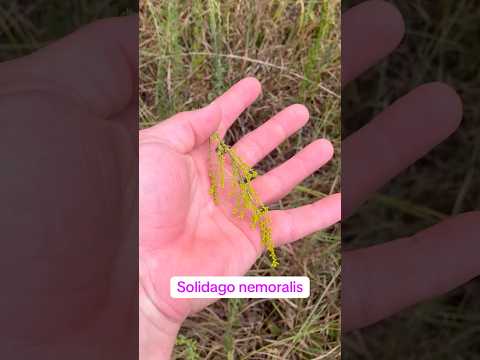 Solidago nemoralis, an often overlooked, important native plant! #nativeplants #ecology