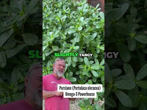 7 Wild Edible Plants You Can Eat Raw (And Easily Find!) 🌿 #shorts