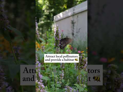 If you want a garden that thrives despite neglect you need native plants🌺#nativeplants #gardening