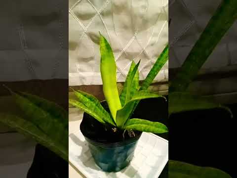 Snake Plant