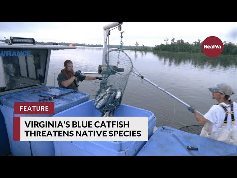 Virginia's Blue Catfish Threatens Native Species