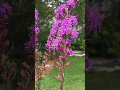 #beautiful #butterflies #serene #meditation #nativeplants  #music 제왕나비 オオカバマダラ #mariposamonarca