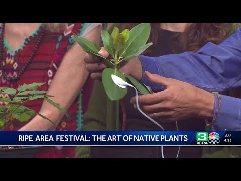 Hear plant music at Ripe Area 2025: The Art of Native Plants Festival in El Dorado County