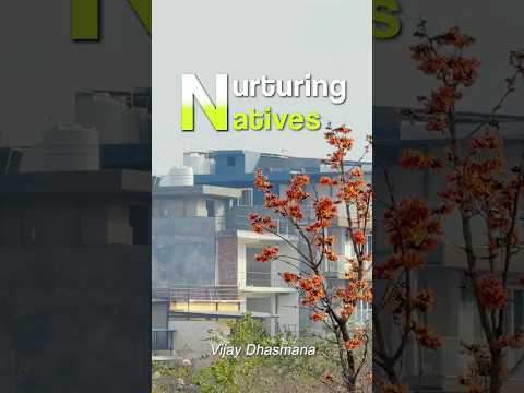 Why We Must Grow Native Plants & Trees in Our Neighborhood