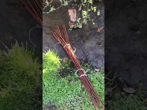 Restoring a streambank with native plants (Live Stakes)