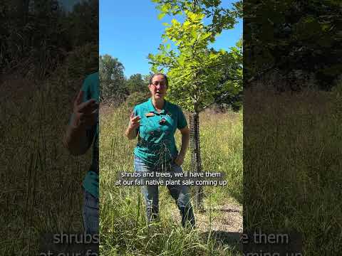 Fall Native Plant Sale September 20 and 21 at Pope Farm Nursery