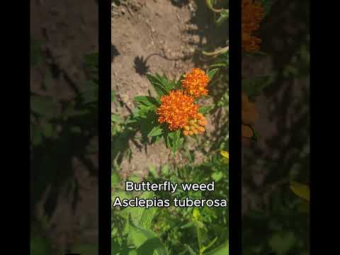 aesclepias turberosa first year seedling #mikweed #monarch butterfly #native plants