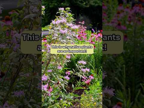 This is why native plants are so important! 🌼