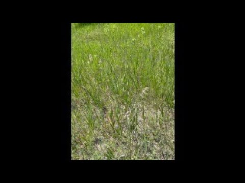 Native Plants