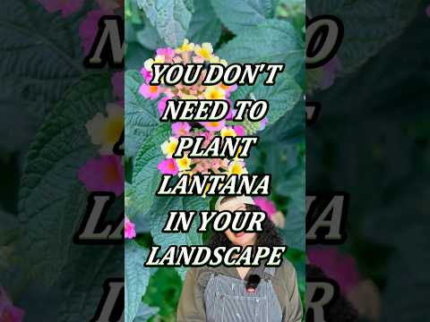 Lantana Alternatives | California Native Colorful and Low Water Use Plants #nativelandscape #garden