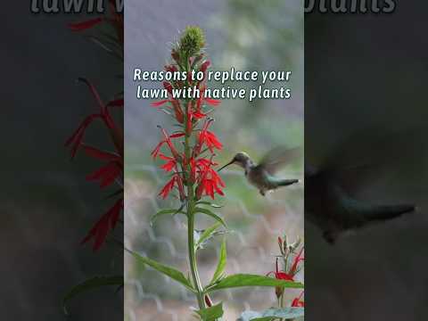 Reasons to replace your lawn with native plants  #nativeplants #gardening  #nature