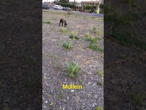 The native plants will always survive! #wildedibles #mullein #wildmedicine #foraging