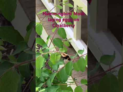Native Plants make gardens come alive
