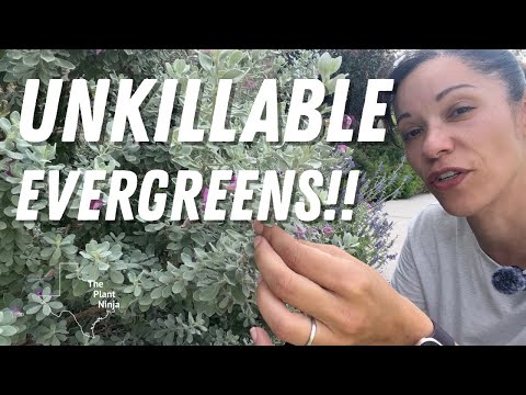 8 EVERGREEN Texas Native Plants You Can’t Kill!