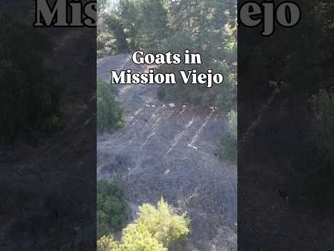 🐐🐐🐐The goats are working hard munching non-native plants in Mission Viejo