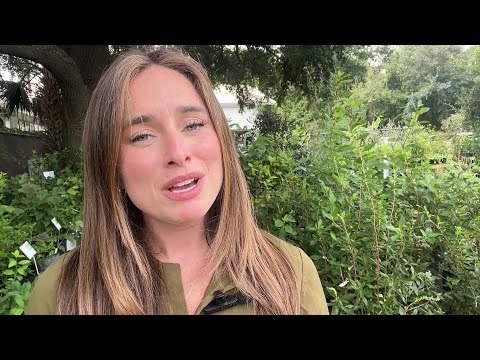 Native plants and tips for fall gardening