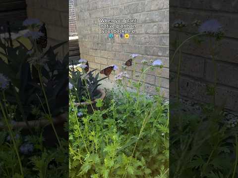Planting Native Plants In My Backyard + Butterflies
