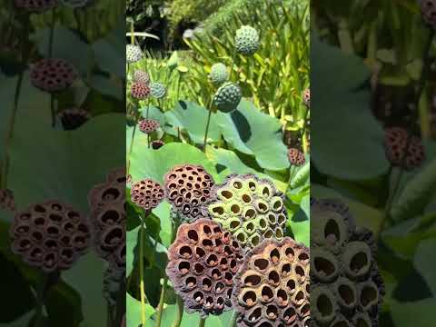American Lotus seed pods Nelumbo Lutea Plants filmed at the Hungtington Gardens #lotusplants