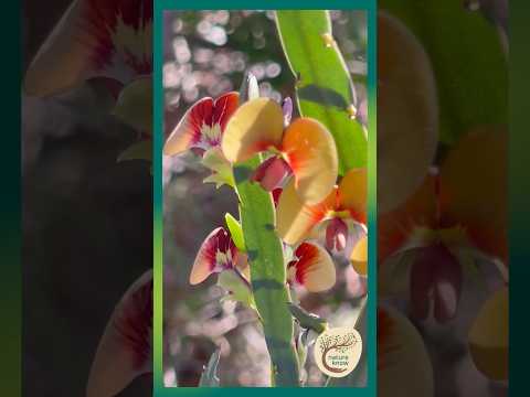 Yellow & Red Harmony: The flat stemmed flower- Bossiaea flower