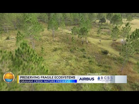 Bug-eating plants rise from the ashes at the Graham Creek Nature Preserve