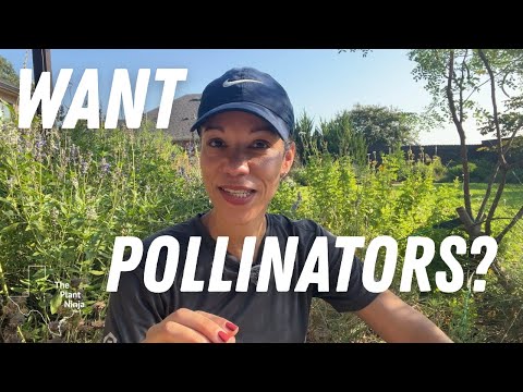 8 TEXAS Native Plants That Bring Butterflies, Birds, and Bees to Your Garden!