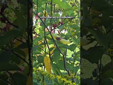 The fall native garden's got some amazing textures!